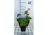 6 X Teucrium Hyrcanicum - Gamander - Vaso 9 X 9 Cm