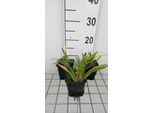 6 X Hemerocallis Hybr. 'Little Grapette' - Daylily - Vaso 9 X 9 Cm