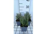 6 X Lavandula Int. Provence' - Lavanda - Vaso 9 X 9 Cm