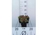 6 X Sedum Oreganum - Foglia Grassa - Vaso 9 X 9 Cm