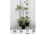 6 X Thalictrum Rochebrunianum - Ruta Dei Prati - Vaso 9 X 9 Cm