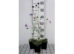 6 X Scabiosa Col. 'Butterfly Blue' - Scabiosa - Vaso 9 X 9 Cm