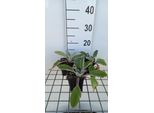 6 X Stachys Byz. 'Big Ears' ('Helene V. Stein') - Ziest - Vaso 9 X 9 Cm