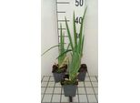 6 X Iris (Germ.) 'Glacier' - Iris - Vaso 9 X 9 Cm