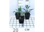 6 X Echinacea Purp. 'Pica Bella' - Fiore Di Conifera - Vaso 9 X 9 Cm