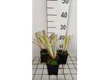 6 X Iris Sib. 'Caesar's Brother' - Iris - Vaso 9 X 9 Cm