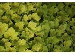 6 X Heuchera Hybr. 'Electra' - Campanula Viola - Vaso 9 X 9 Cm