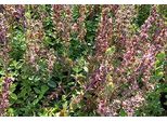 6 X Teucrium Chamaedrys - Gamander - Vaso 9 X 9 Cm