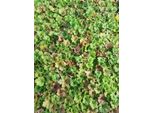 6 X Tellima Grand. 'Forest Frost' - Radice Di Falsa Mandragola - Vaso 9 X 9 Cm