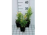 6 X Solidago Hybr. 'Strahlenkrone' - Verga D'oro - Vaso 9 X 9 Cm