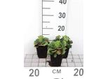 6 X Saxifraga Urbium - Sassifraga - Vaso 9 X 9 Cm