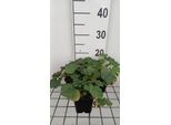 6 X Heuchera Sang. 'Coral Petite' - Campanula Viola - Vaso 9 X 9 Cm