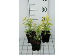 6 X Solidago Hybr. 'Golden Mosa' - Verga D'oro - Vaso 9 X 9 Cm