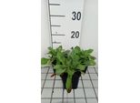 6 X Scabiosa Ochroleuca - Scabiosa - Vaso 9 X 9 Cm