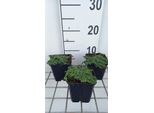 6 X Thymus Praecox 'Minor' - Timo - Vaso 9 X 9 Cm