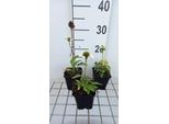6 X Echinacea Purp. 'Avalanche'® - Fiore Di Conifera - Vaso 9 X 9 Cm