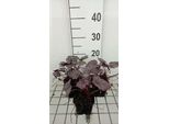 6 X Heuchera Hybr. 'Plum Royale' - Campanula Viola - Vaso 9 X 9 Cm