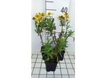 6 X Helenium Hybr. 'Sahin's Early Flowerer'® - Sonnenbraut - Topf 9 X 9 Cm