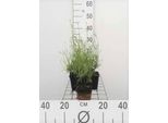 6 X Lavandula Int. 'Grosso' - Lavanda - Vaso 9 X 9 Cm