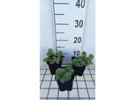 6 X Sedum Pachyclados - Foglia Grassa - Vaso 9 X 9 Cm