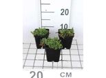 6 X Gypsophila Repens 'Rosea' - Gypsophila - Vaso 9 X 9 Cm