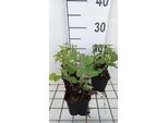 6 X Salvia Nem, 'Rose Marvel' - Muschio A Stella - Vaso 9 X 9 Cm