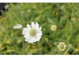 6 X Scabiosa Cauc. 'Alba' - Scabiosa - Vaso 9 X 9 Cm
