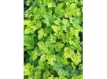 6 X Tiarella Cord. 'Running Tiger' - Fiore In Schiuma - Vaso 9 X 9 Cm