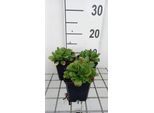6 X Gypsophila Cerastioides - Gypsophila - Vaso 9 X 9 Cm