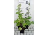 6 X Delphinium (P) 'Summer Skies' - Delphinium - Vaso 9 X 9 Cm