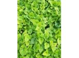 6 X Tiarella Hybr. 'Tiger Stripe' - Fiore Di Schiuma - Vaso 9 X 9 Cm