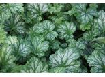 6 X Heuchera Hybr. 'Paris' - Campanula Viola - Vaso 9 X 9 Cm