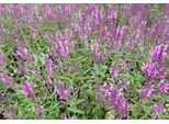 6 X Salvia Nem. 'Pink Friesland' - Muschio A Stella - Vaso 9 X 9 Cm