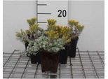 6 X Sedum Spath. Cape Blanco' - Foglia Grassa - Vaso 9 X 9 Cm