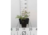 6 X Thalictrum Delavayi - Ruta Dei Prati - Vaso 9 X 9 Cm