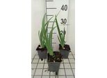 6 X Iris (Germ.) 'Rose' - Iris - Vaso 9 X 9 Cm
