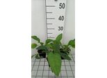6 X Symphytum Grandifl. 'Hidcote Blue' - Comfrey - Vaso 9 X 9 Cm