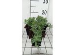 6 X Linaria Purp. 'Canon J. Went' - Rospo - Vaso 9 X 9 Cm