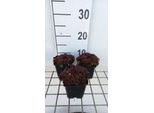 6 X Sempervivum 'Dark Beauty' - Radice Domestica - Vaso 9 X 9 Cm