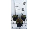 6 X Sempervivum Hybr. 'Silvery Carnelian' - Radice Di Casa - Vaso 9 X 9 Cm