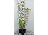6 X Helenium Hybr. 'Goldrausch' - Girasole - Vaso 9 X 9 Cm