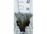 6 X Lavandula Int. Grappenhall' - Lavanda - Vaso 9 X 9 Cm