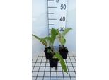 6 X Inula Helenium - Alant - Vaso 9 X 9 Cm