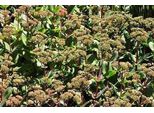 6 X Sedum Hybr. 'Matrona' - Foglia Grassa - Vaso 9 X 9 Cm