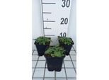 6 X Stachys Off. Ukkie' - Erba - Vaso 9 X 9 Cm