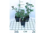 6 X Lamium Maculatum - Ortica Morta - Vaso 9 X 9 Cm