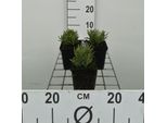 6 X Lavandula Ang. Blu Nano' - Lavanda - Vaso 9 X 9 Cm