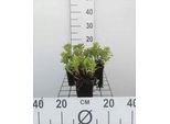 6 X Sedum Kamtschaticum - Foglia Grassa - Vaso 9 X 9 Cm
