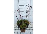 6 X Sanguisorba Officinalis - Pimpinelle - Vaso 9 X 9 Cm