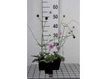 6 X Scabiosa Col. 'Pink Mist' - Scabiosa - Vaso 9 X 9 Cm